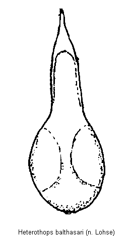 heterothops_balthasari.gif