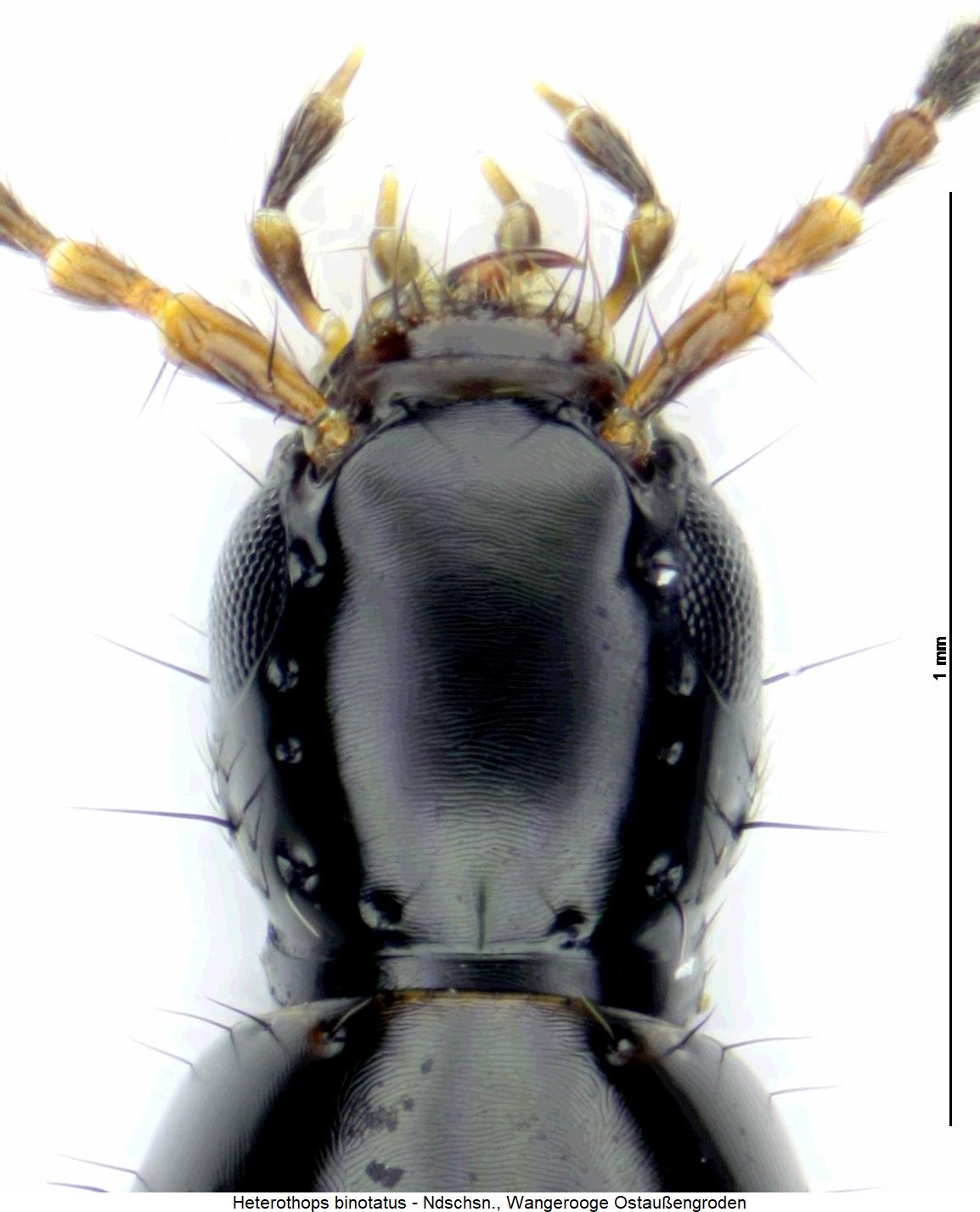 heterothops_binotatus_k.jpg