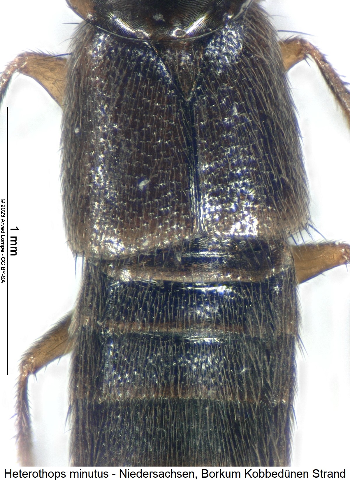 heterothops_minutus_hsch.jpg