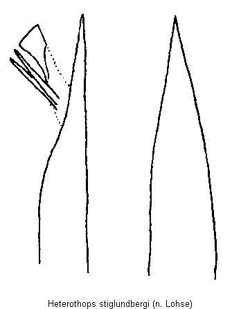 heterothops_stiglundbergi.gif