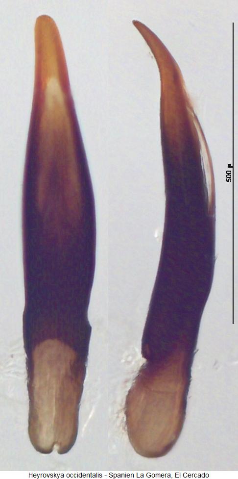 heyrovskya_occidentalis.jpg