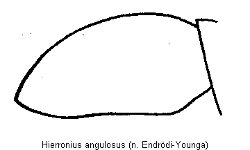 hierronius_angulosus_sa.gif