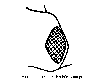 hierronius_laevis_k.gif