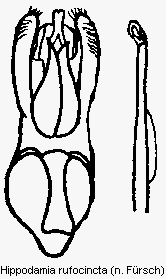 hippodamia_rufocincta.gif