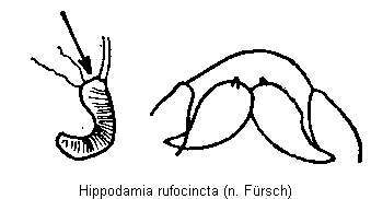 hippodamia_rufocincta_sperm.gif