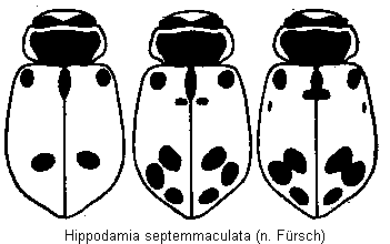 hippodamia_septemmaculata_hab.gif