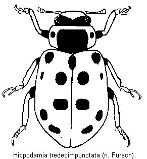hippodamia_tredecimpunctata_hab.gif