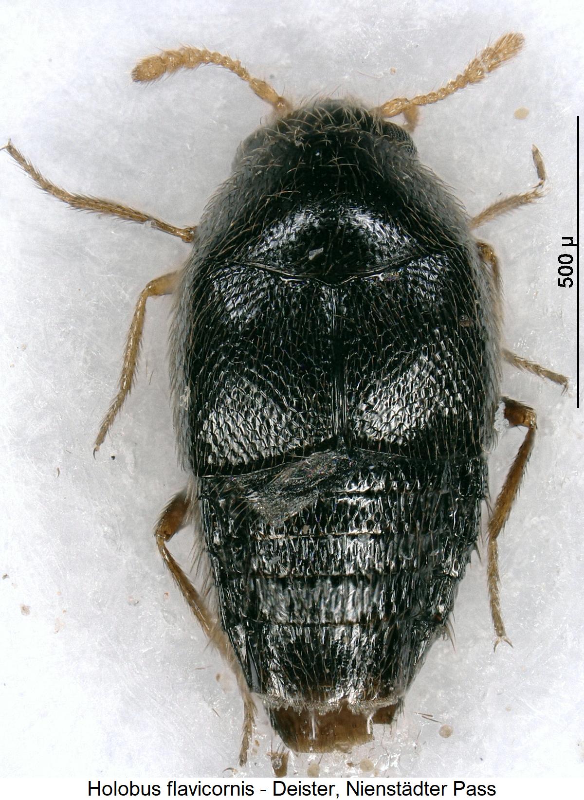 holobus_flavicornis_hab..jpg