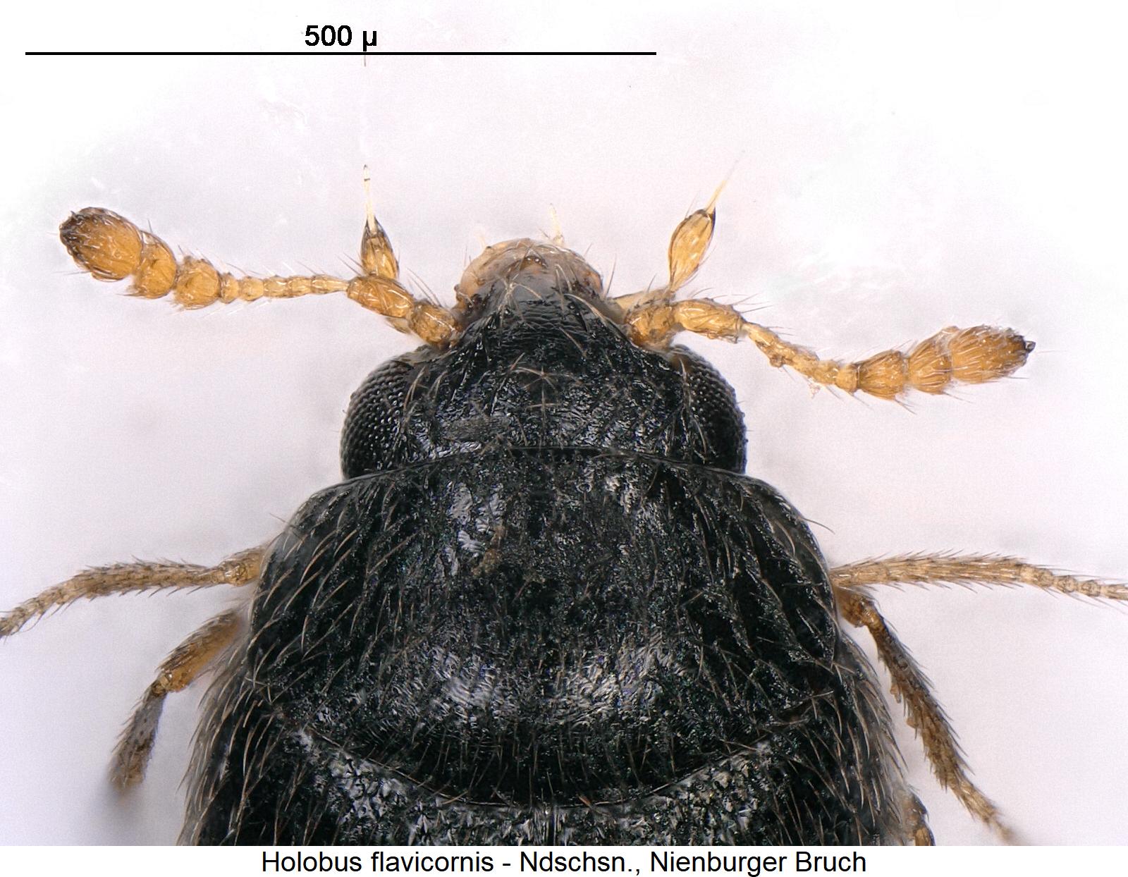 holobus_flavicornis_vk.jpg