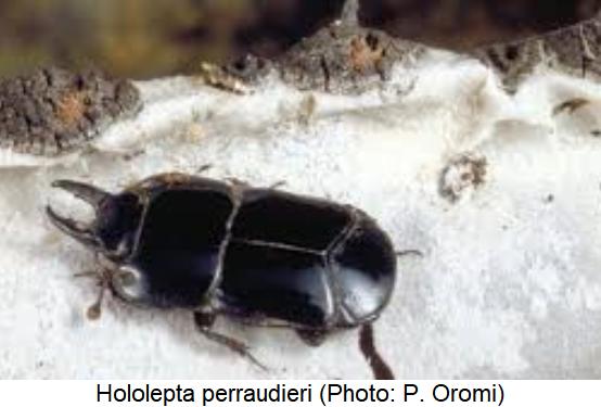 hololepta_perraudieri_hab.jpg