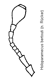 holoparamecus_bertouti_f.gif