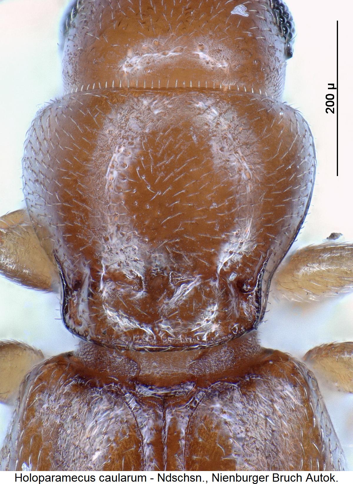 holoparamecus_caularum_hsch.jpg