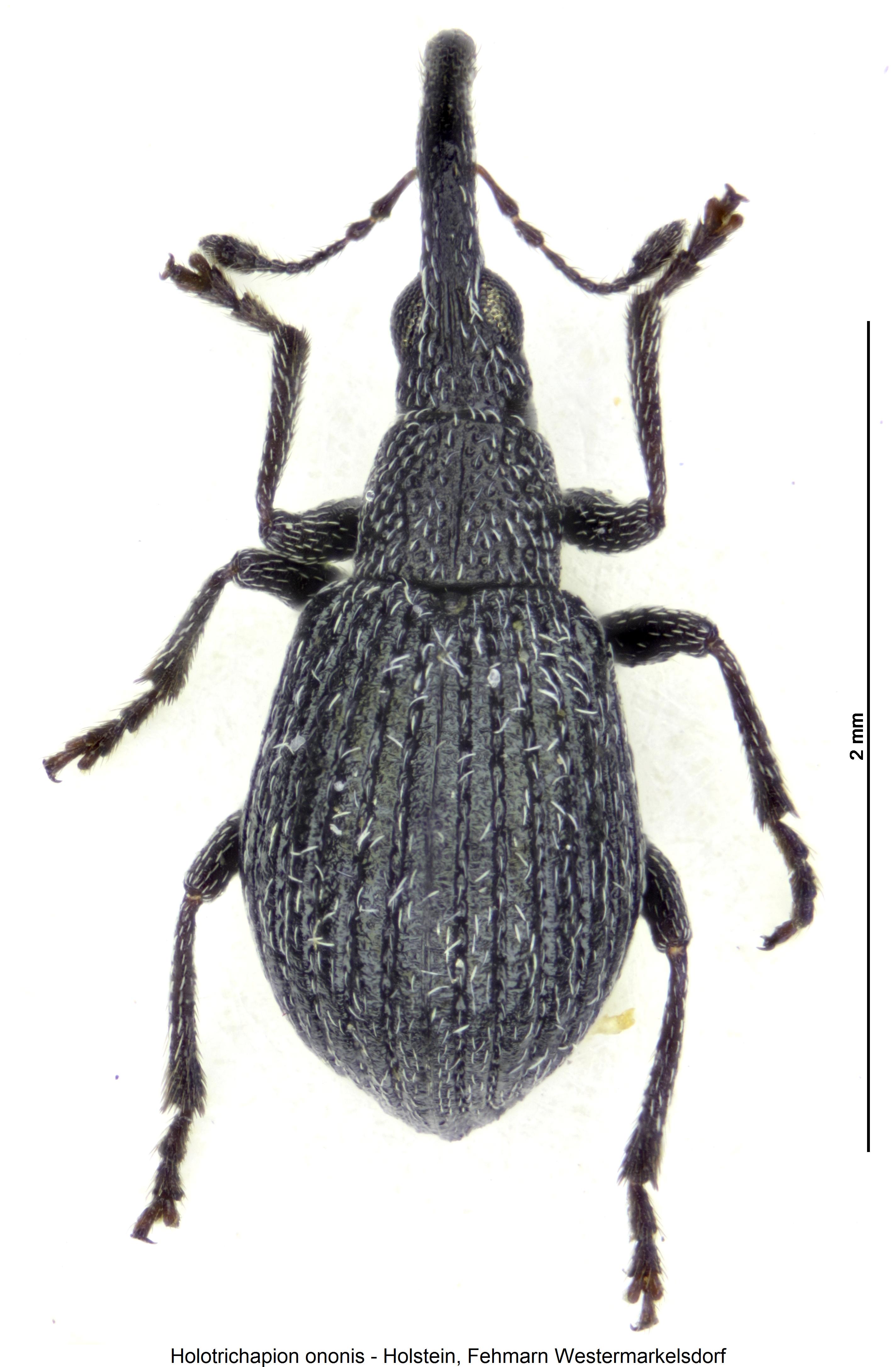 holotrichapion_ononis_hab.jpg