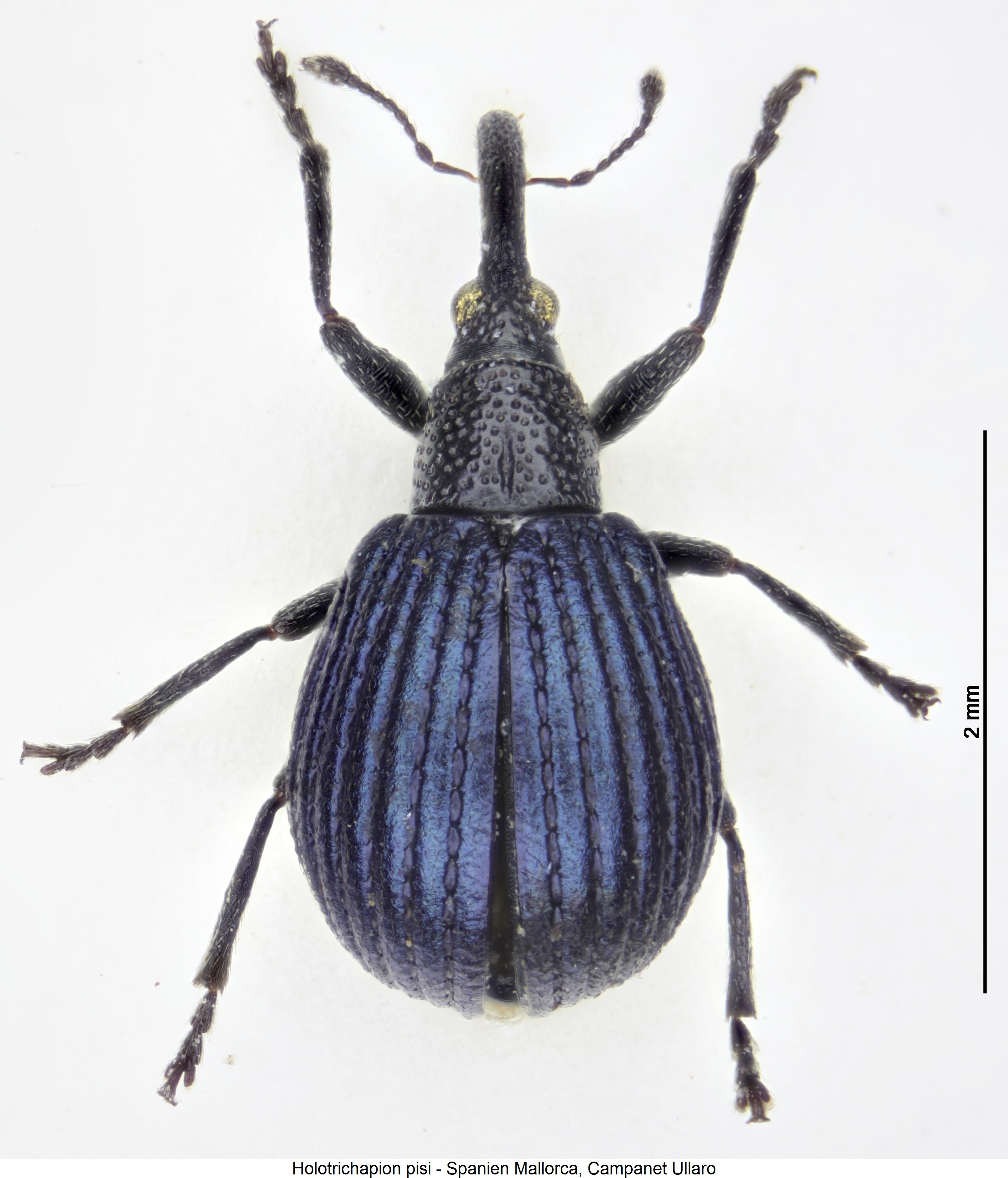 holotrichapion_pisi_hab.jpg