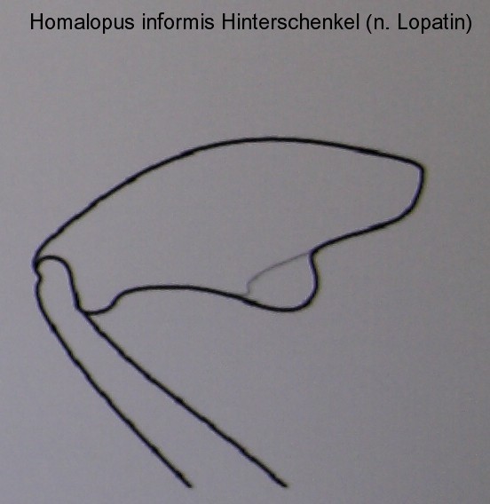 homalopus_informis_hinterschenkel.jpg