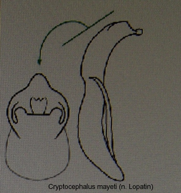 homalopus_mayeti_aed.jpg