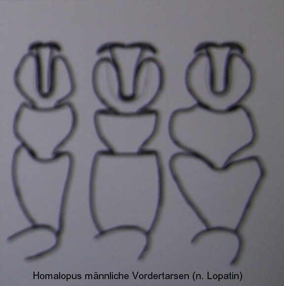 homalopus_vordertarsen.jpg