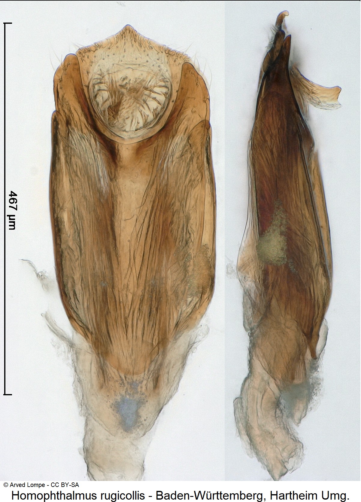 homophthalmus_rugicollis_ck30888952.jpg