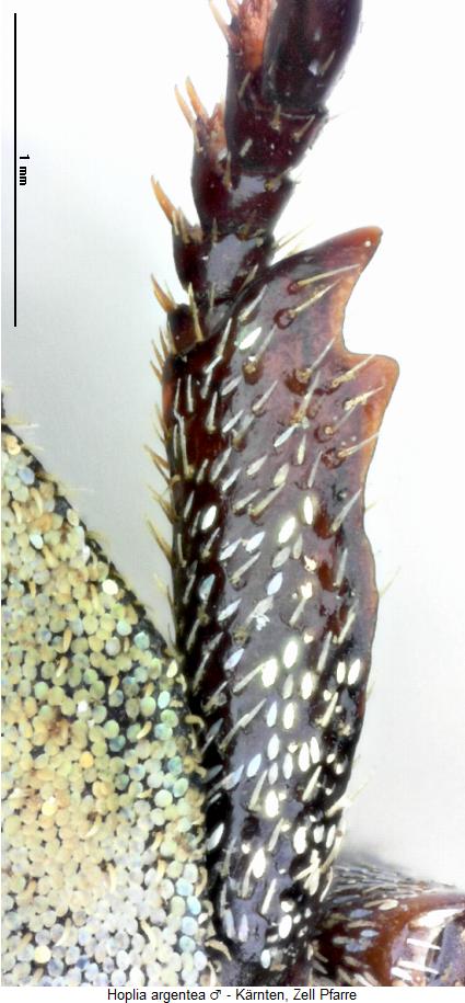 hoplia_argentea_m_vschn.jpg