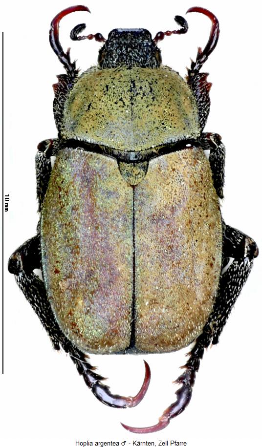 hoplia_argentea_z_hab.jpg