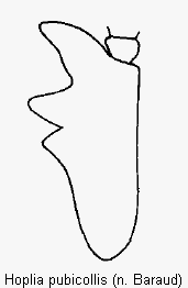hoplia_pubicollis_vschn.gif