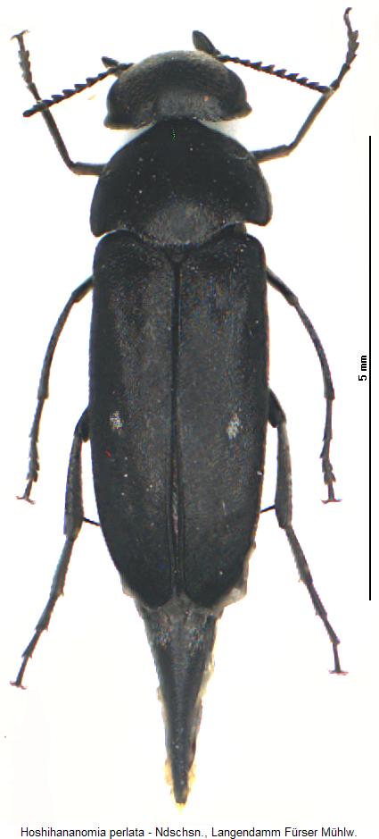 hoshihananomia_perlata_hab.jpg
