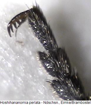 hoshihananomia_perlata_tr.jpg
