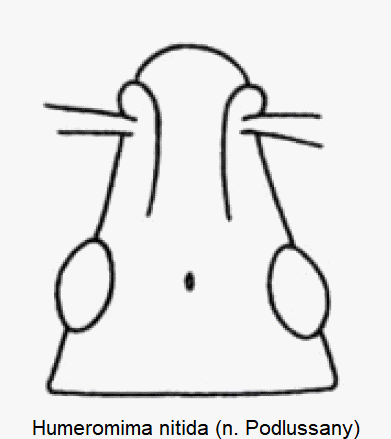 humeromima_nitida_k.gif