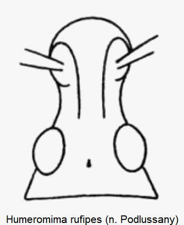 humeromima_rufipes_k.gif