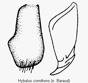 hybalus_cornifrons.gif