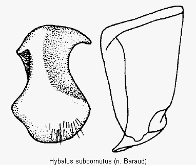 hybalus_subcornutus.gif