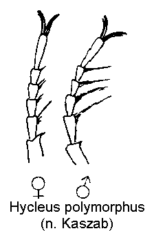 hycleus_polymorpha_tr.gif