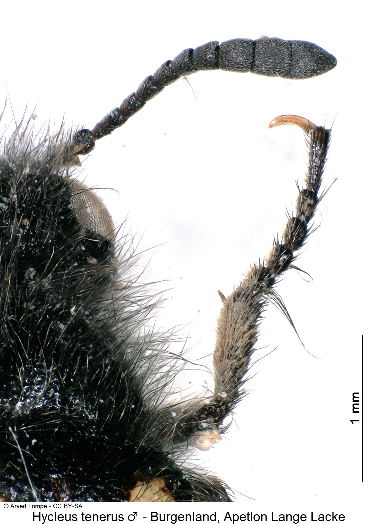hycleus_tenerus_m_$9814_vk.jpg