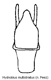 hydnobius_multistriatus.gif