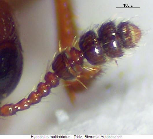 hydnobius_multistriatus_f.jpg