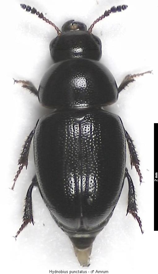 hydnobius_punctatus_hab.jpg