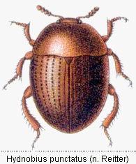 hydnobius_punctatus_rtt.gif