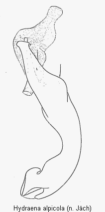 hydraena_alpicola.gif