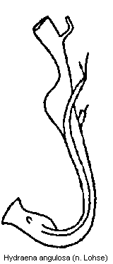 hydraena_angulosa.gif