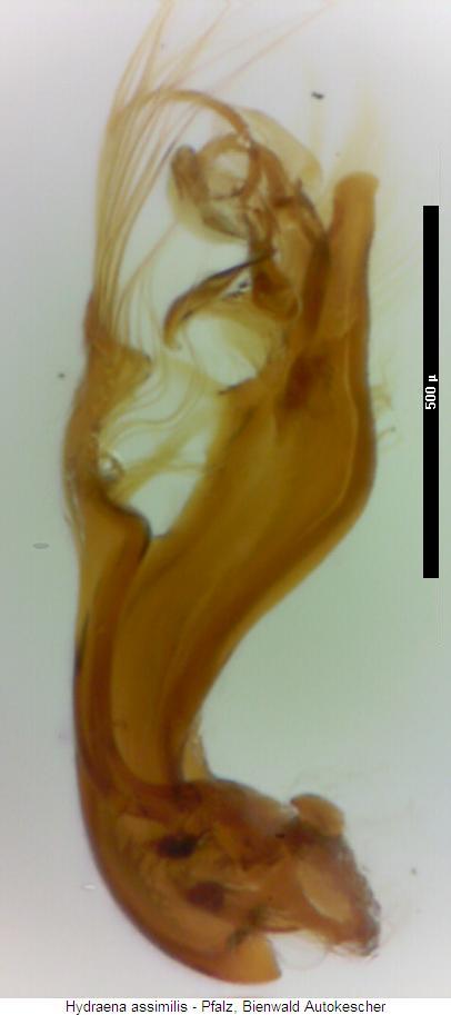 hydraena_assimilis2.jpg