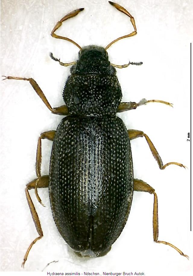 hydraena_assimilis_hab.jpg