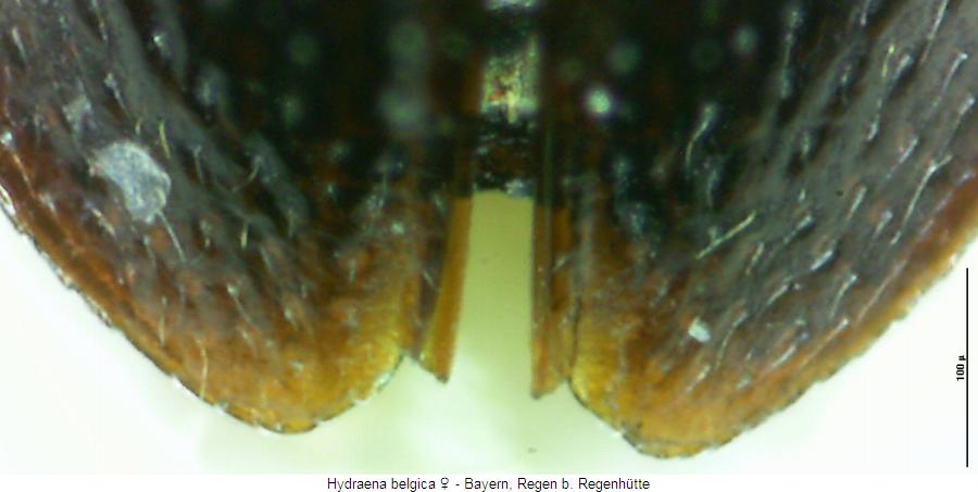 hydraena_belgica_fld.jpg