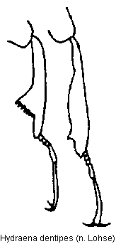 hydraena_dentipes_schn.gif