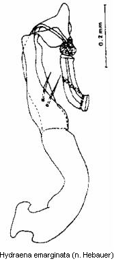 hydraena_emarginata.gif