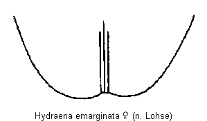 hydraena_emarginata_fld.gif