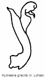 hydraena_gracilis.gif