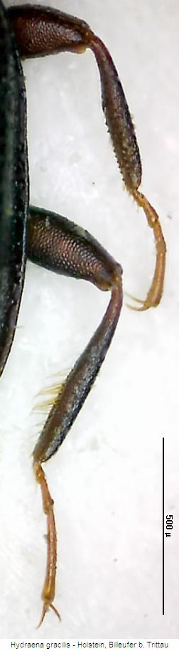 hydraena_gracilis_m_b.jpg
