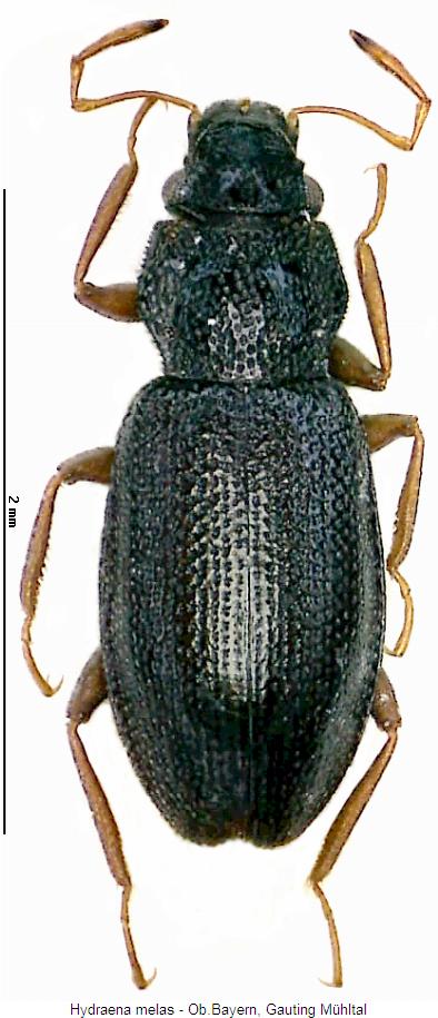 hydraena_melas_hab.jpg
