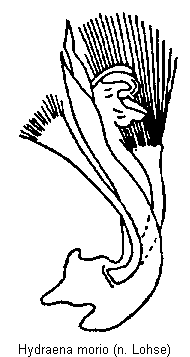hydraena_morio.gif