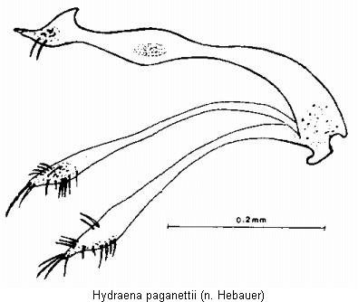 hydraena_paganettii.gif
